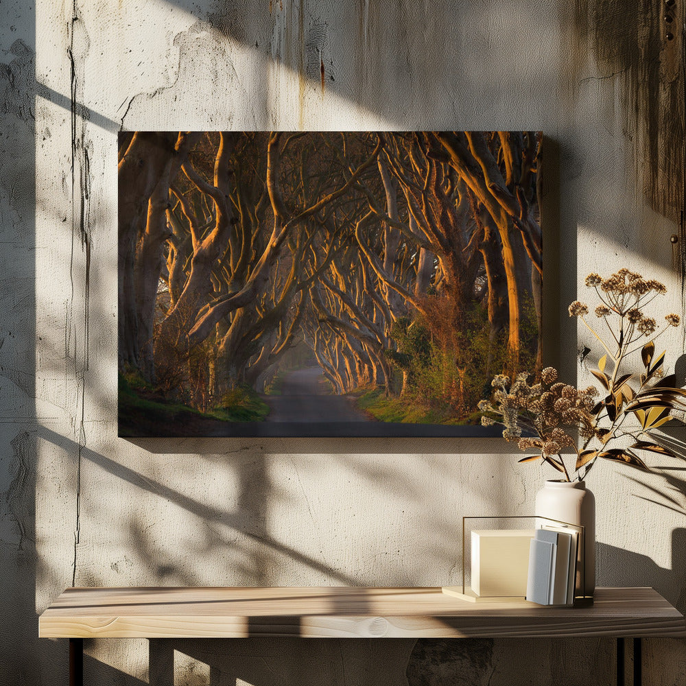 The Dark Hedges in the Morning Sunshine