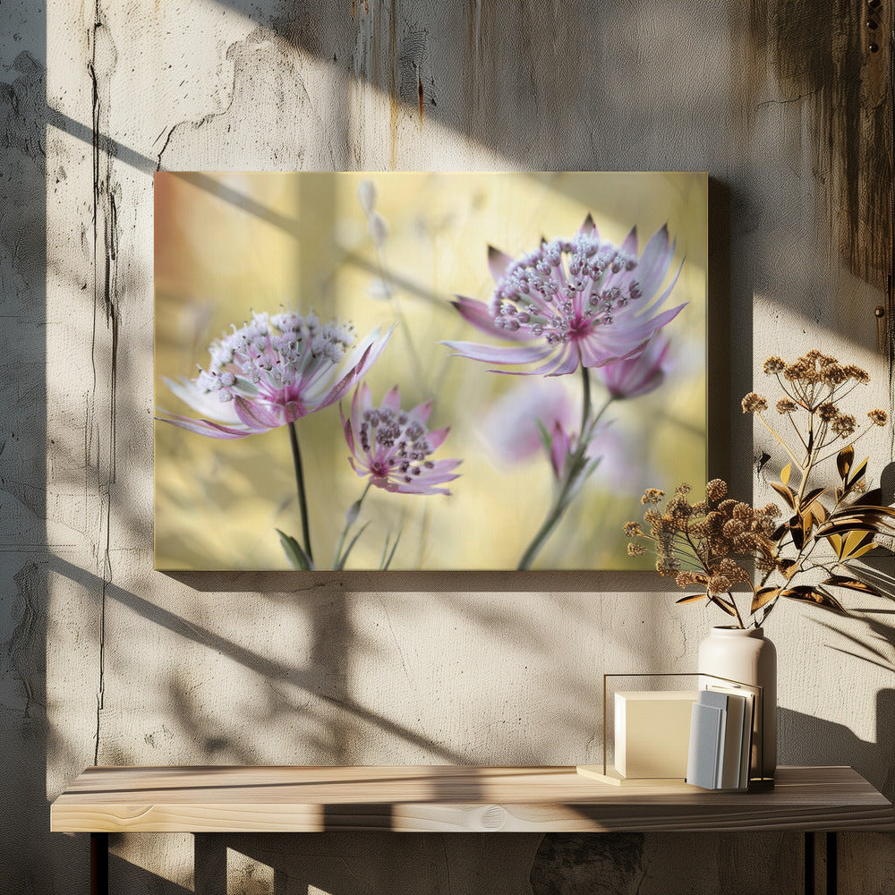 Astrantia Major