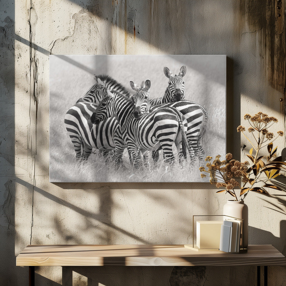 Zebras