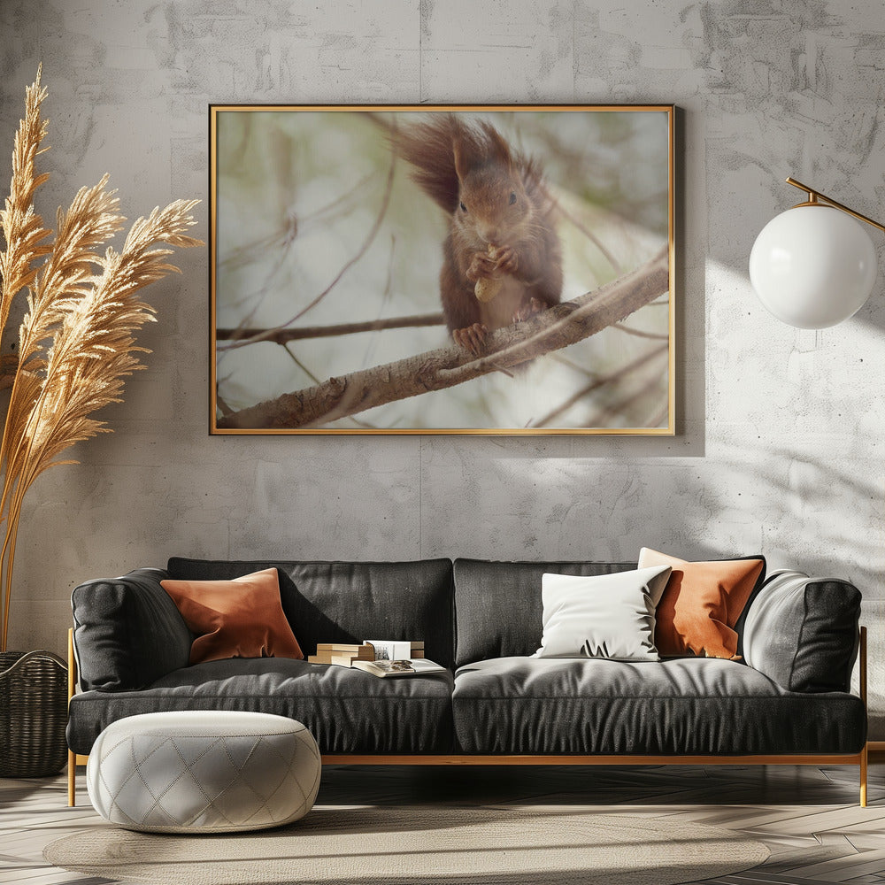 Art Prints of Spanish squirrel
