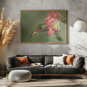 Art Prints of Buff-tailed Coronet - Hummingbird beauty