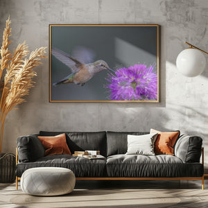 Art Prints of rufous hummingbird