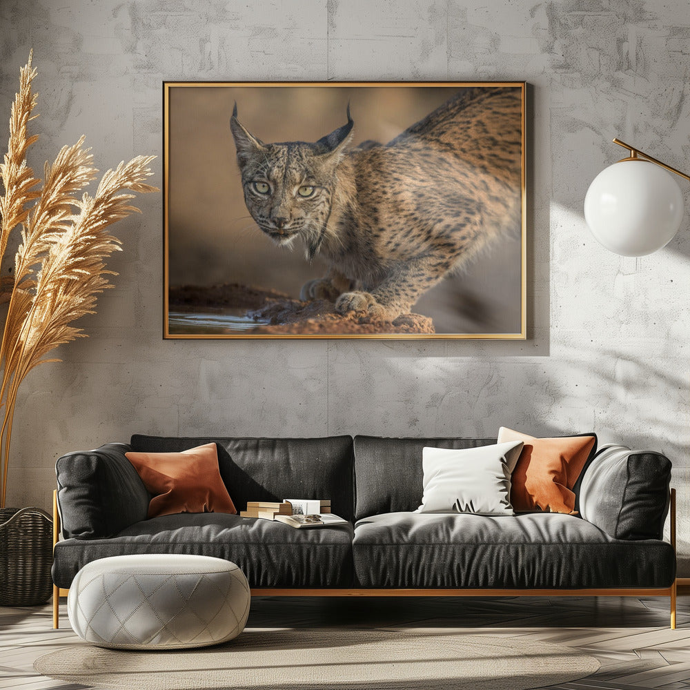 Art Prints of Wild Iberian Lynx