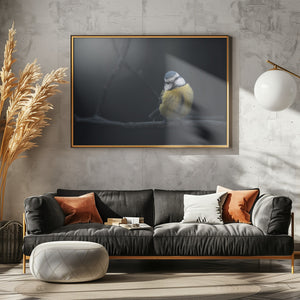 Art Prints of Blue Tit