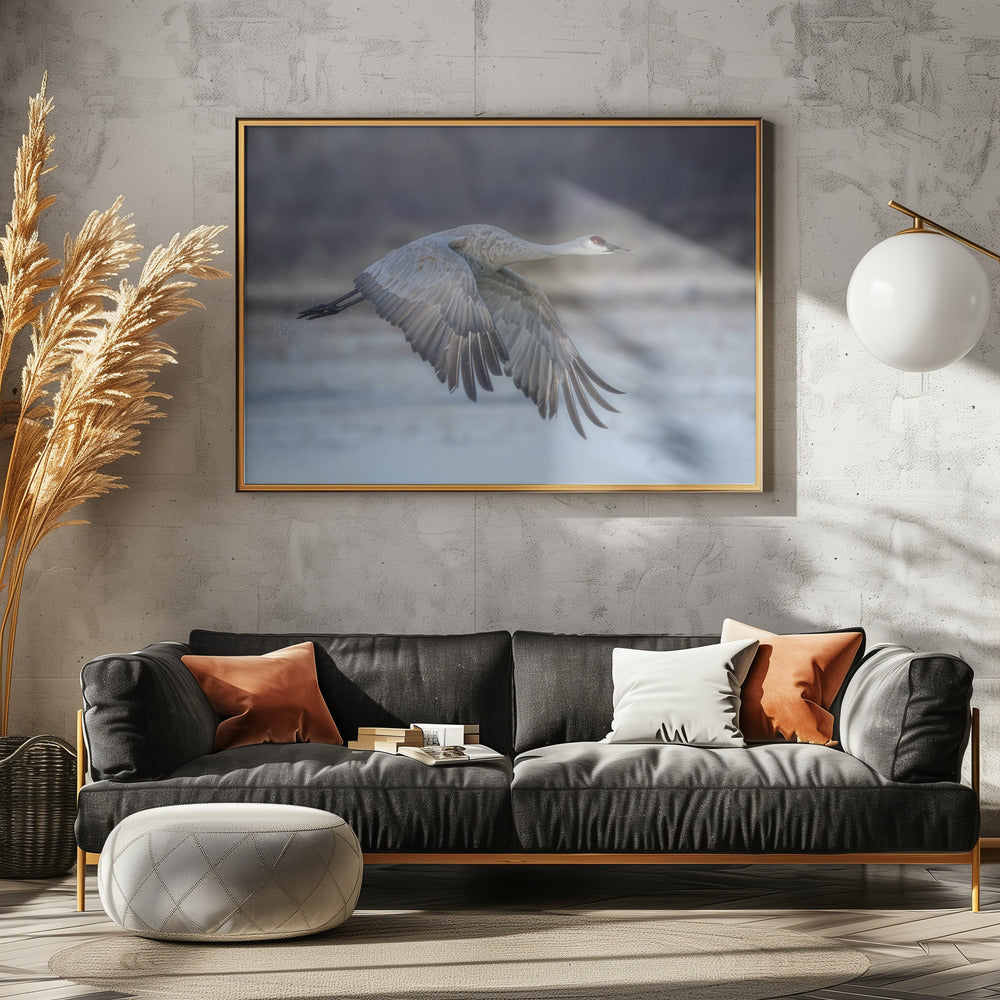 Art Prints of A Sandy Hill Crane in Flight