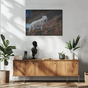 Art Prints of Fjellrev