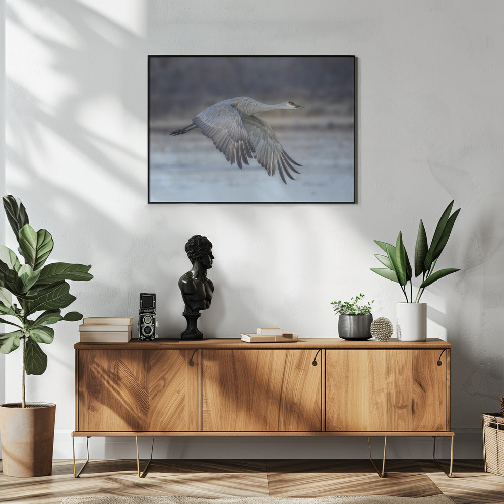 Art Prints of A Sandy Hill Crane in Flight