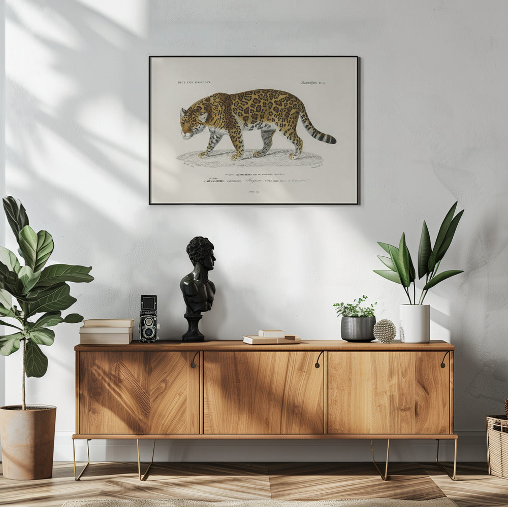 Jaguar (panthera Onca)