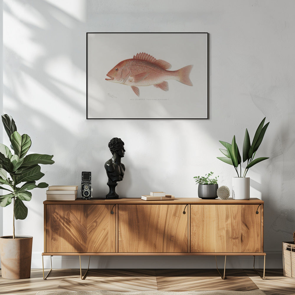 Red Snapper