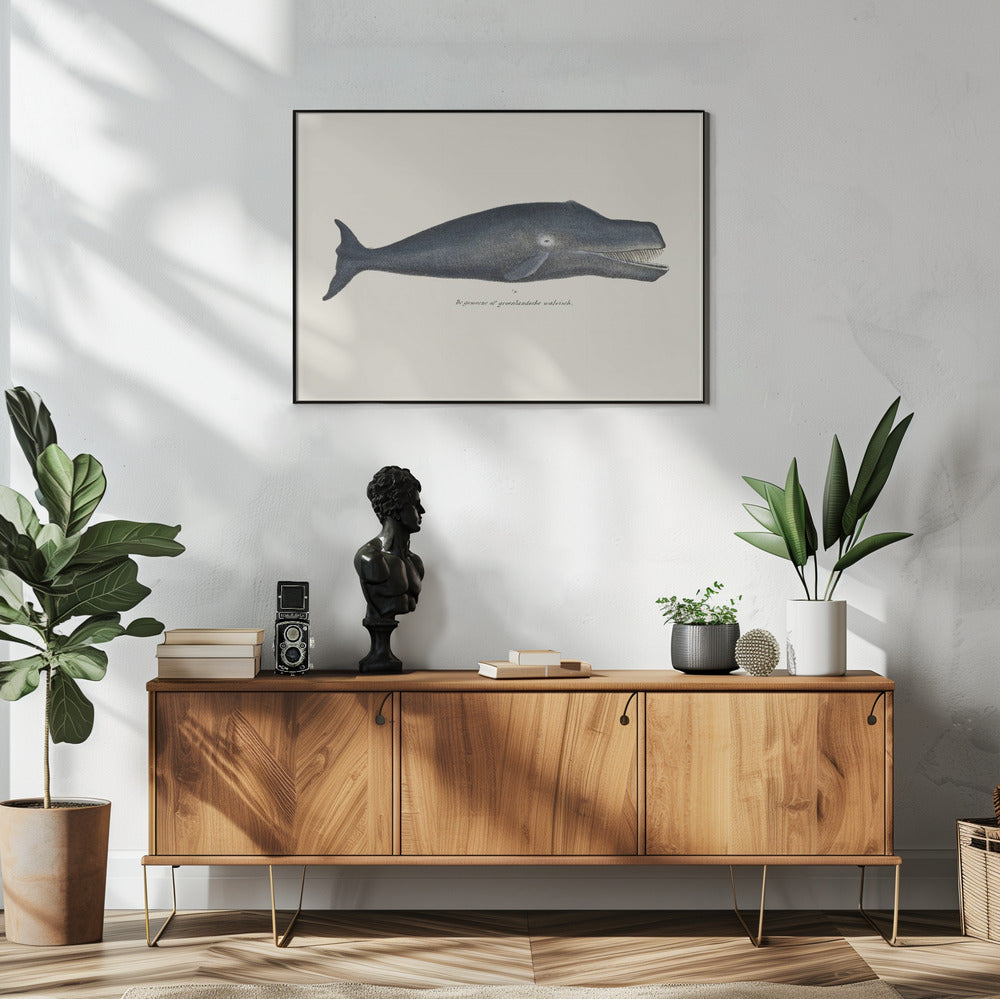 Whale I Antique Handcolored Sealife Lithograph 1824