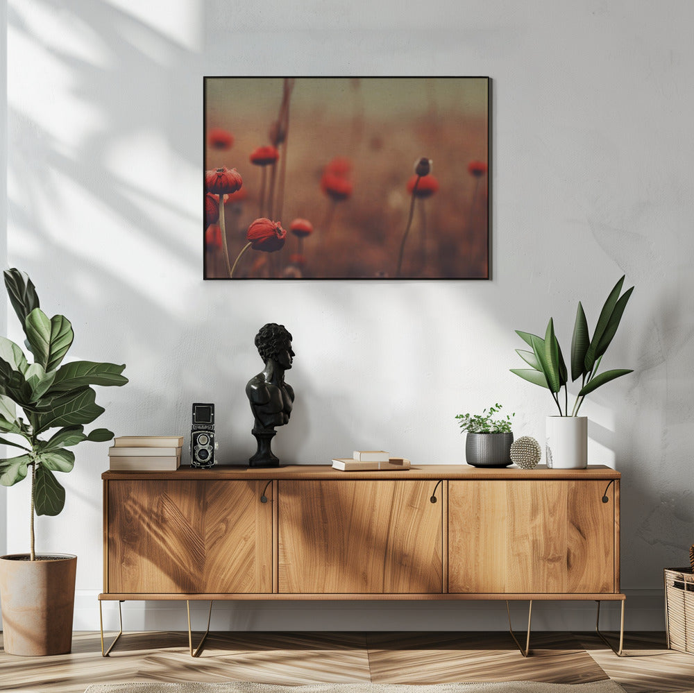 Poppy Dreams