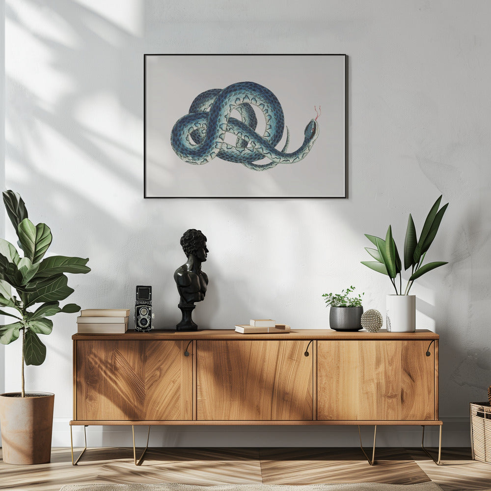 Fasciated Snake