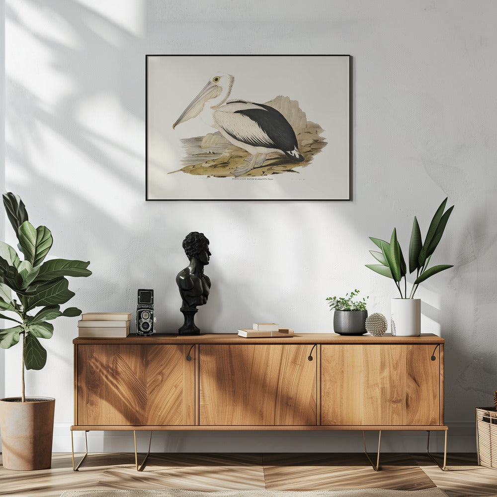 Australian Pelican