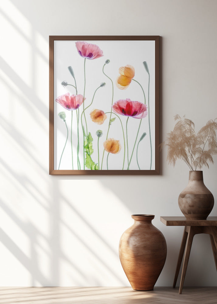 Poppies