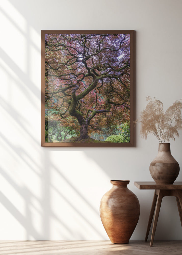 Japanese Maple Tree