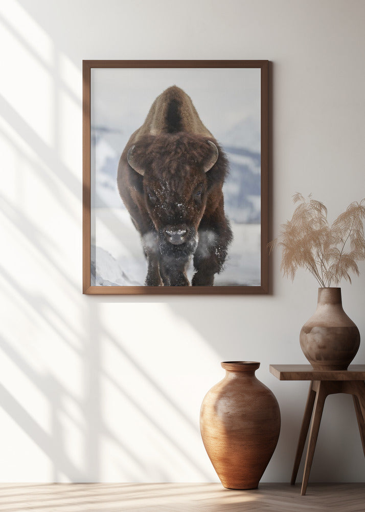 Bison Incoming
