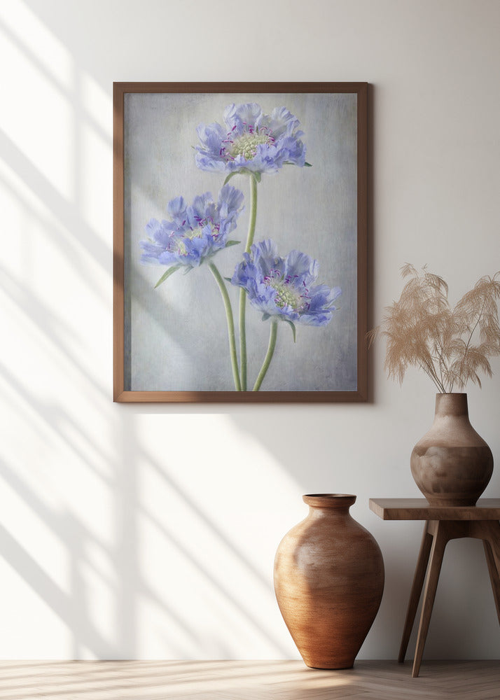 Scabiosa