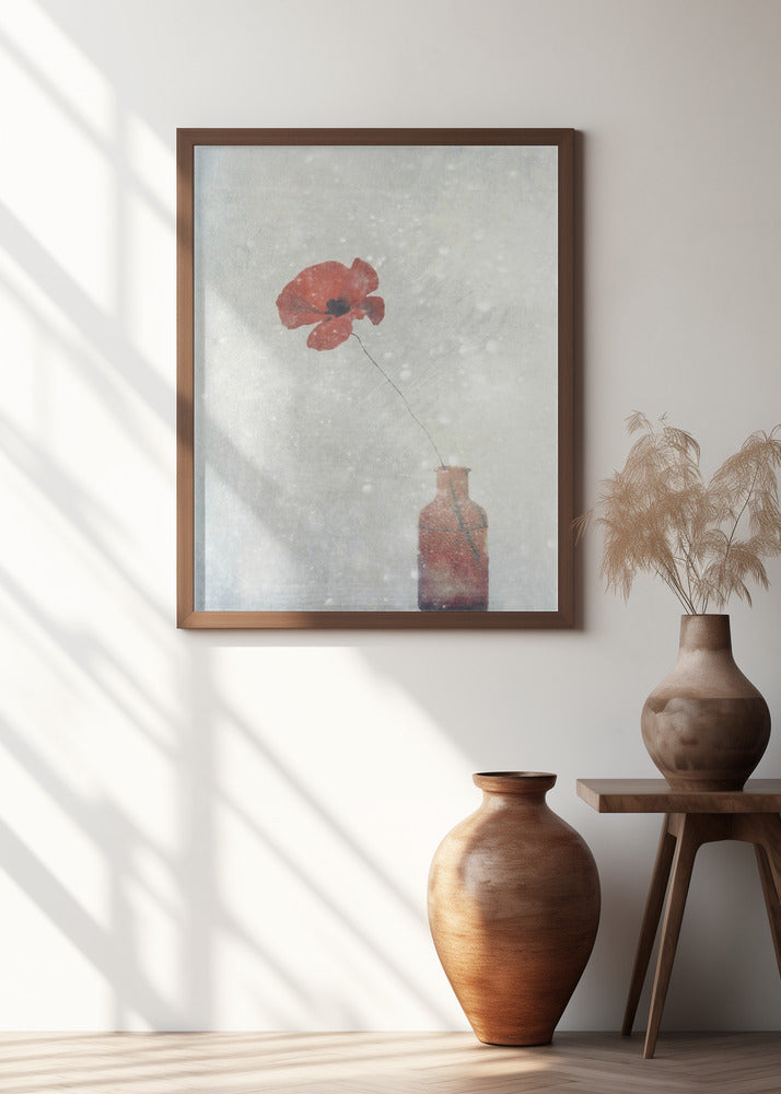 Winter Poppy