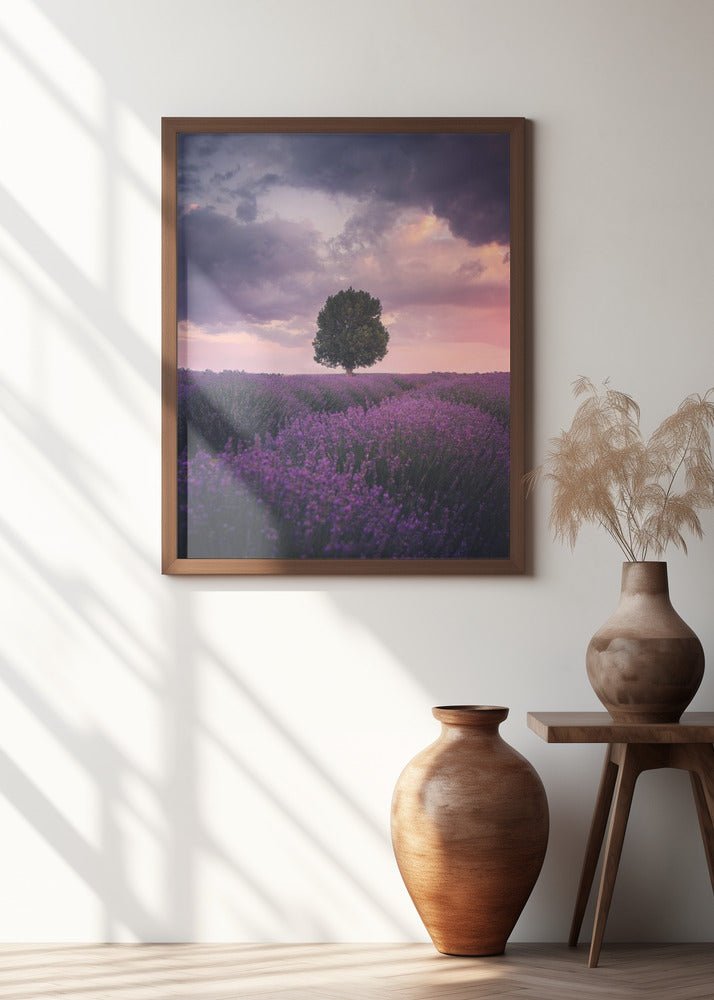 Lavender Fields, Isparta