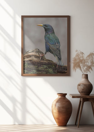 Art Prints of Flamboyant