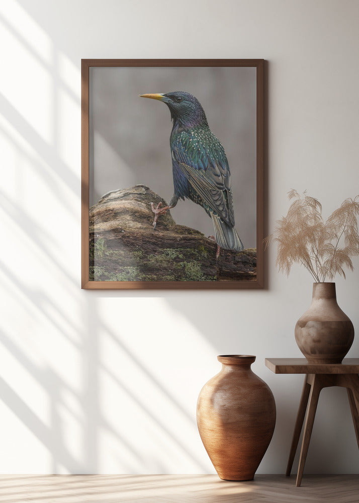 Art Prints of Flamboyant