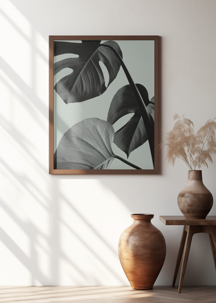 Monstera Teal 07