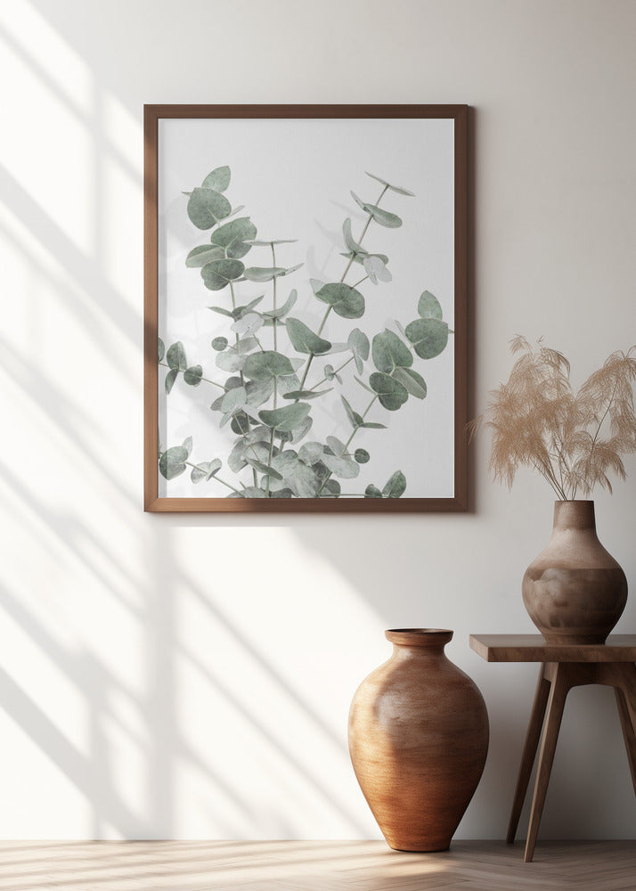 Eucalyptus Creative 16