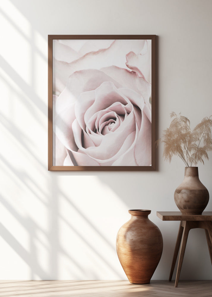 Pink Rose No 05