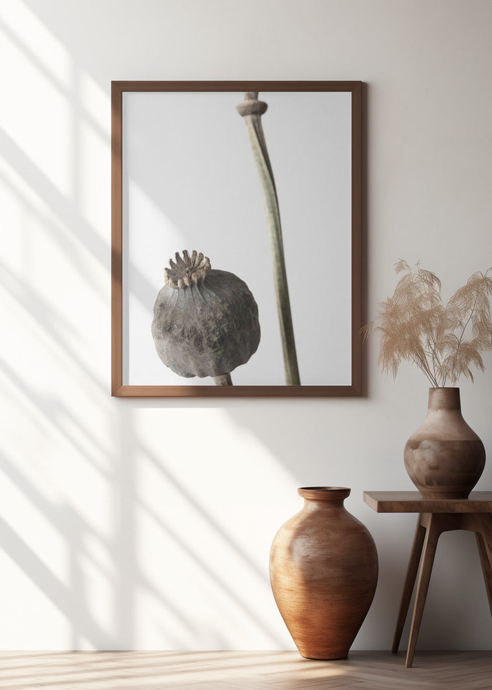 Dried_005