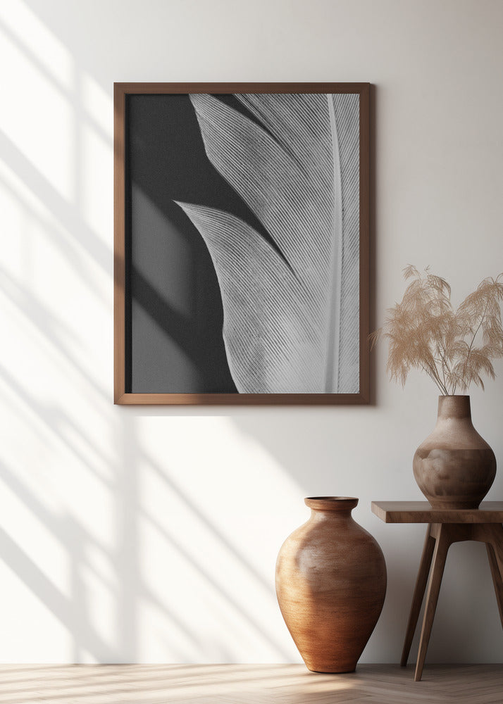 Feather_005