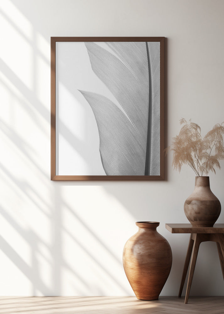 Feather_004