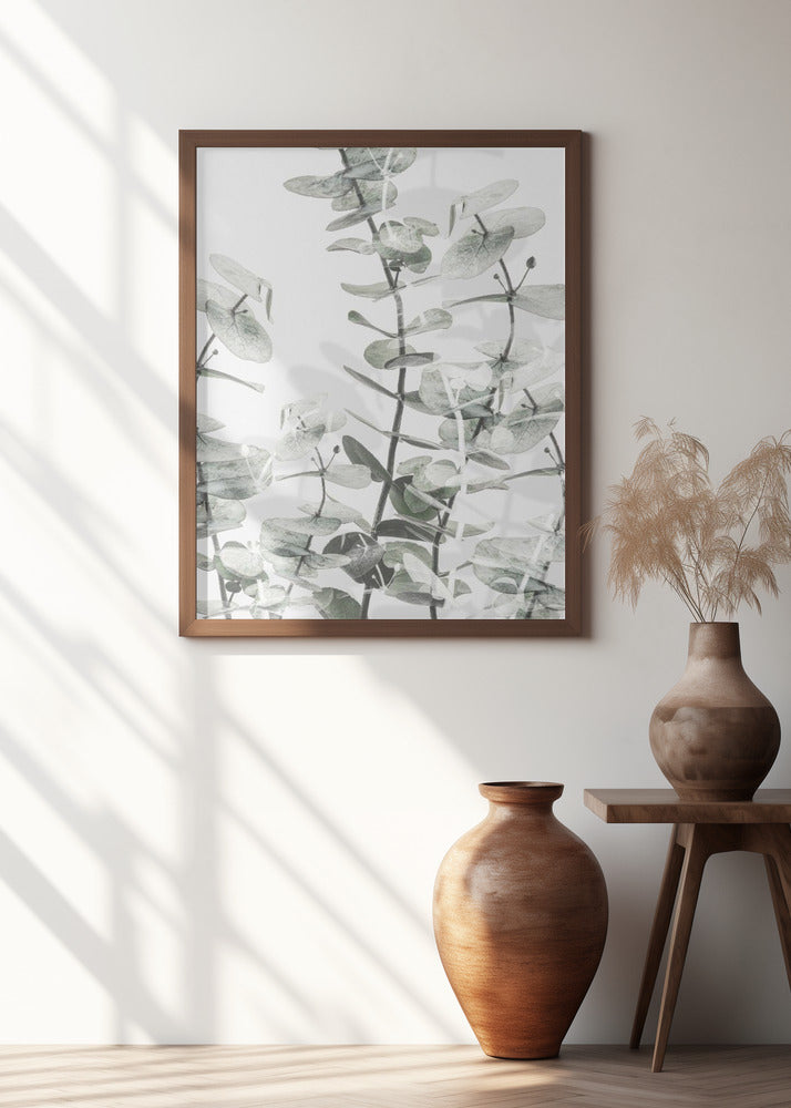 Eucalyptus_001