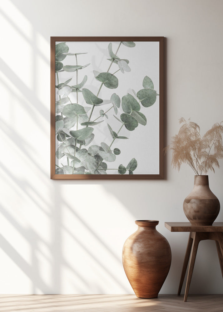 Eucalyptus_003