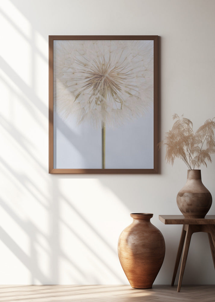 Delicate Dandelion