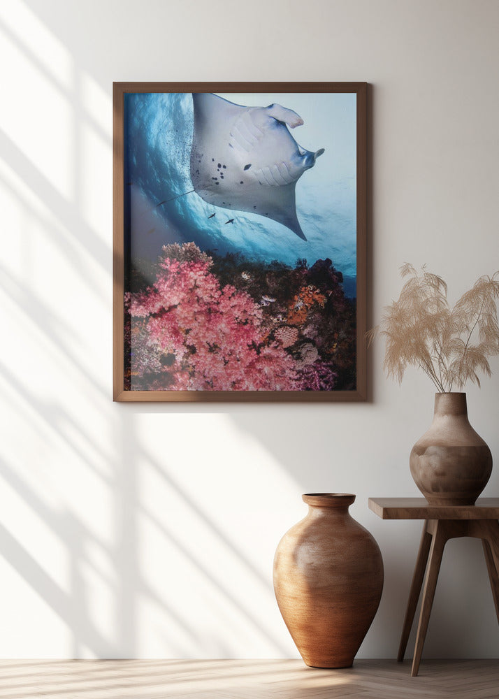 Manta and reef
