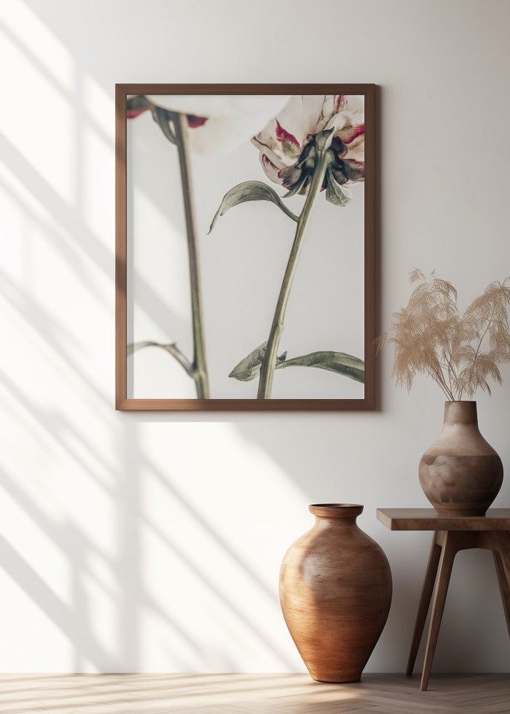 Peony 01