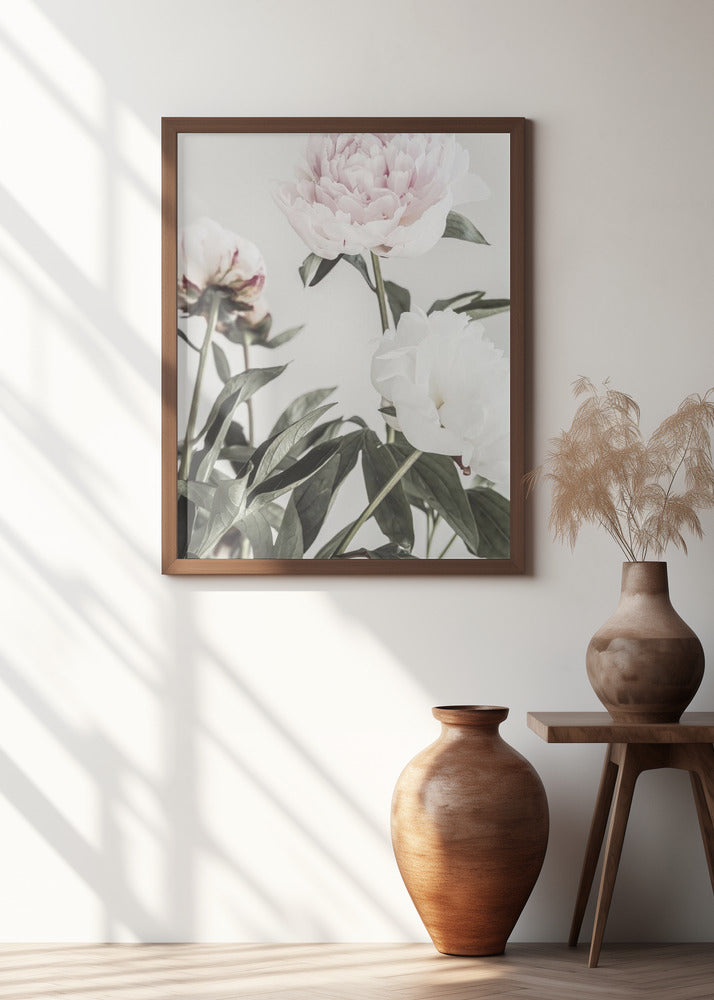 Peony 04