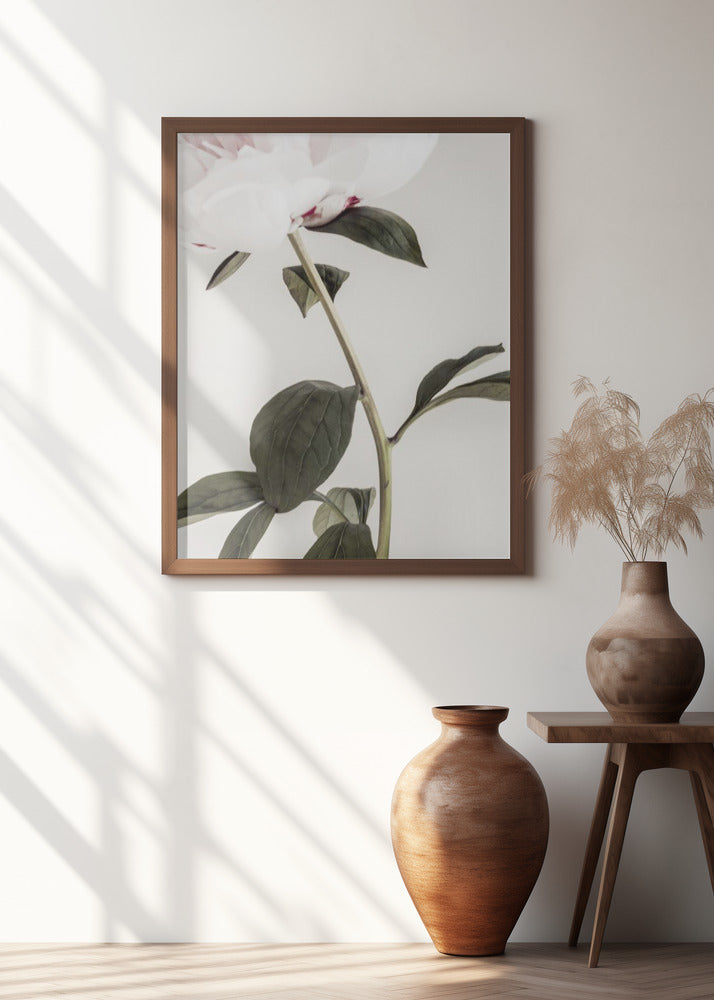 Peony 09