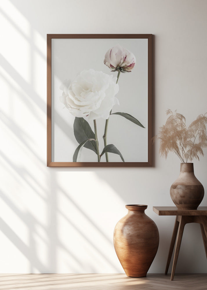 Peony 12