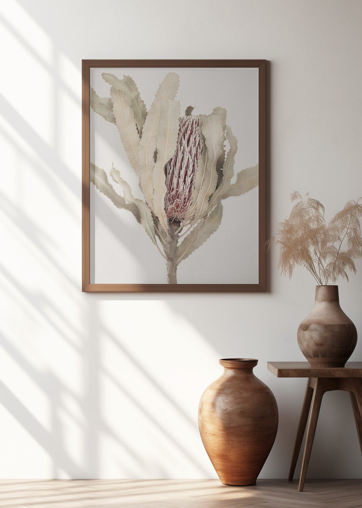 Banksia