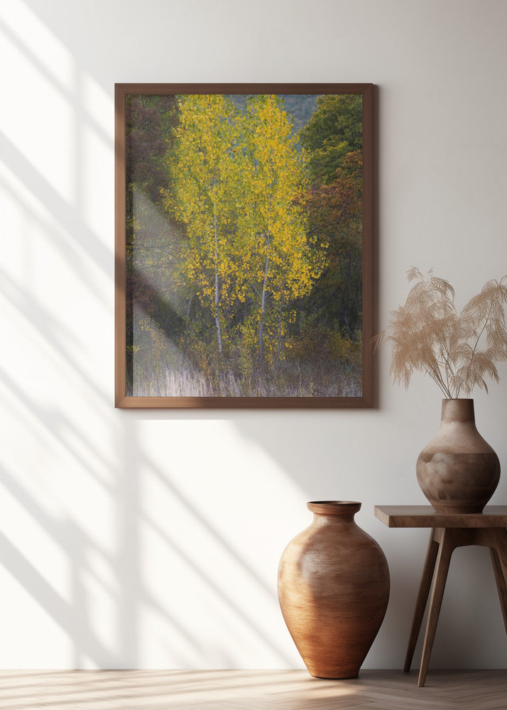 Trees