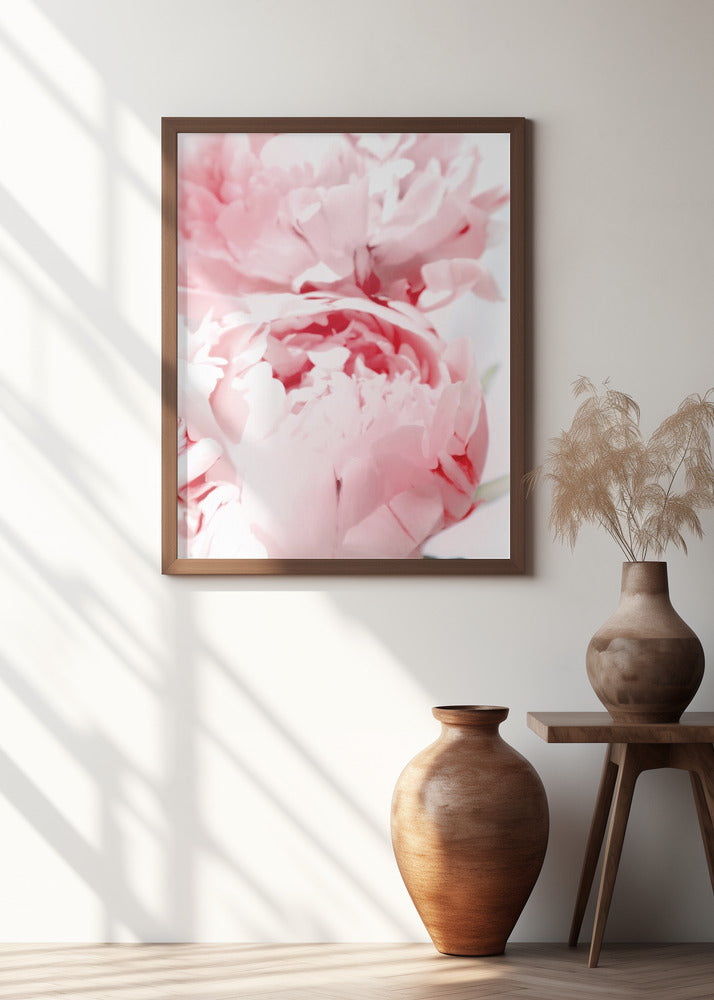 Bllush peony X