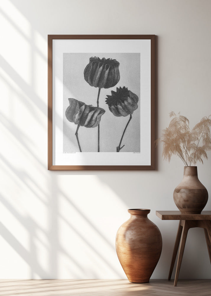 Abutilon (Lime Mallow