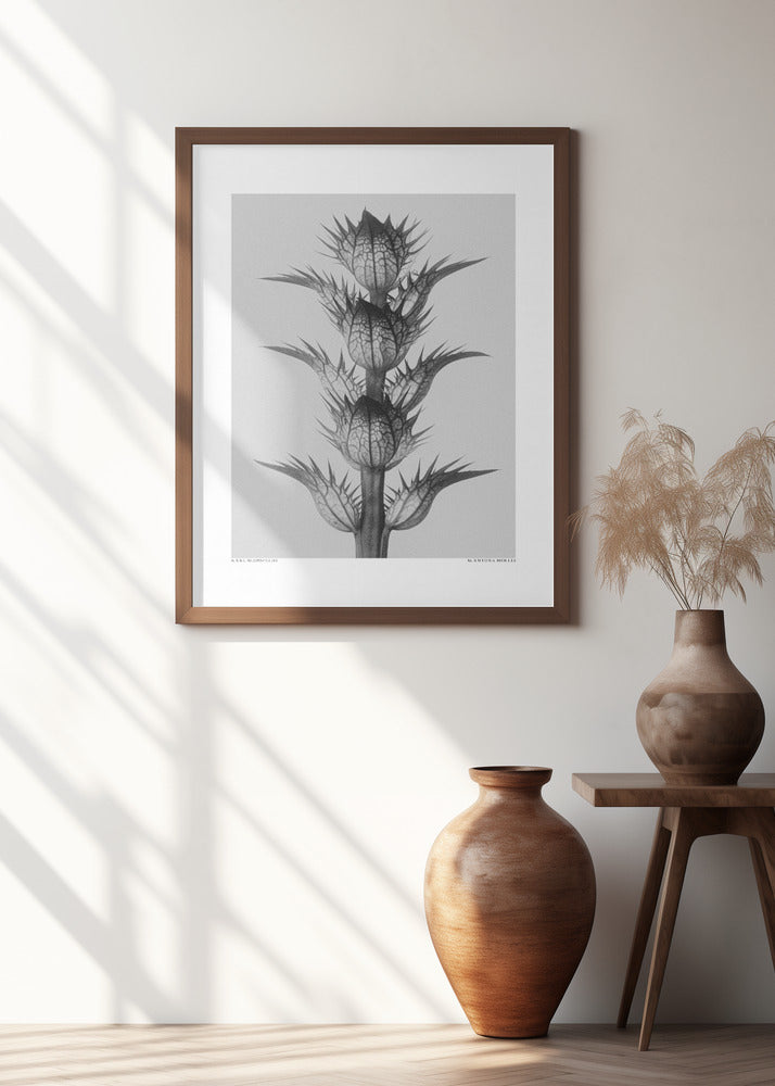 Acanthus mollis