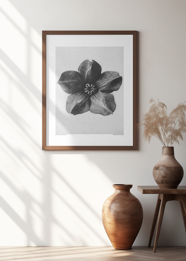 Cobaea Scandens