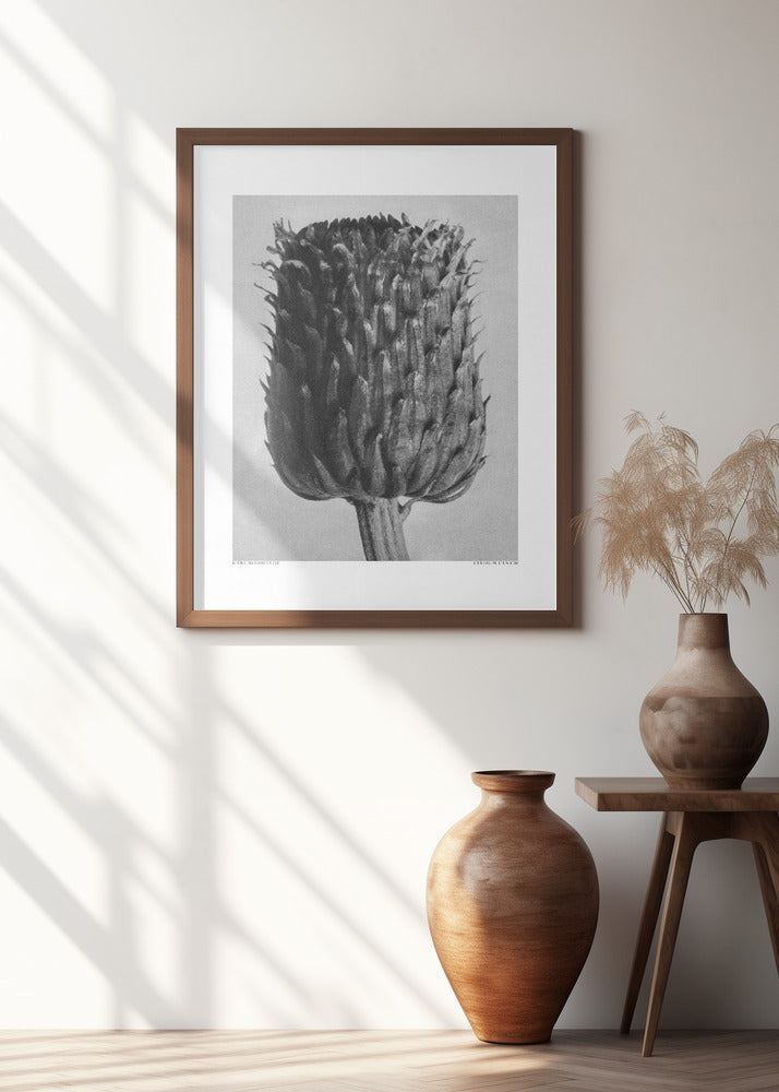 Cirsium Canum (Thistle)