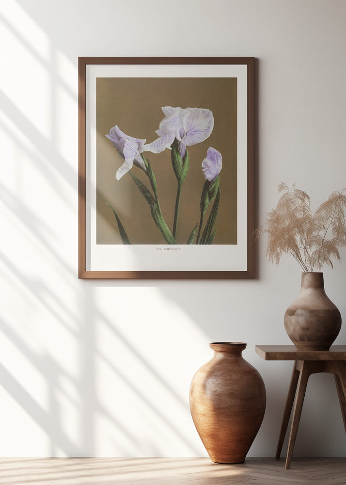 Iris Kæmpferi no2