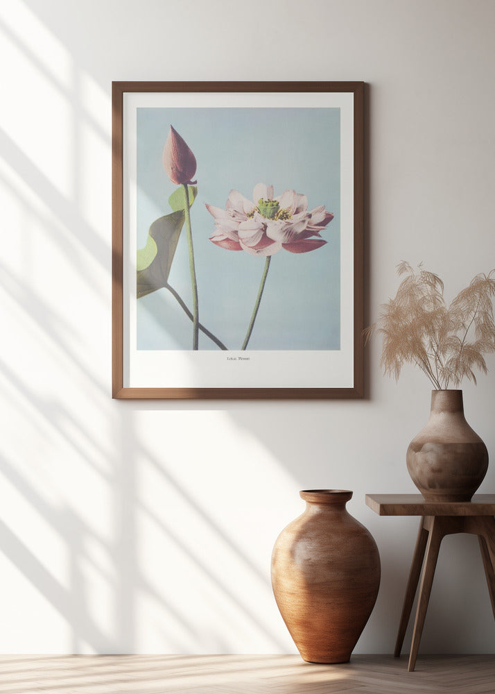 Lotus Flowers