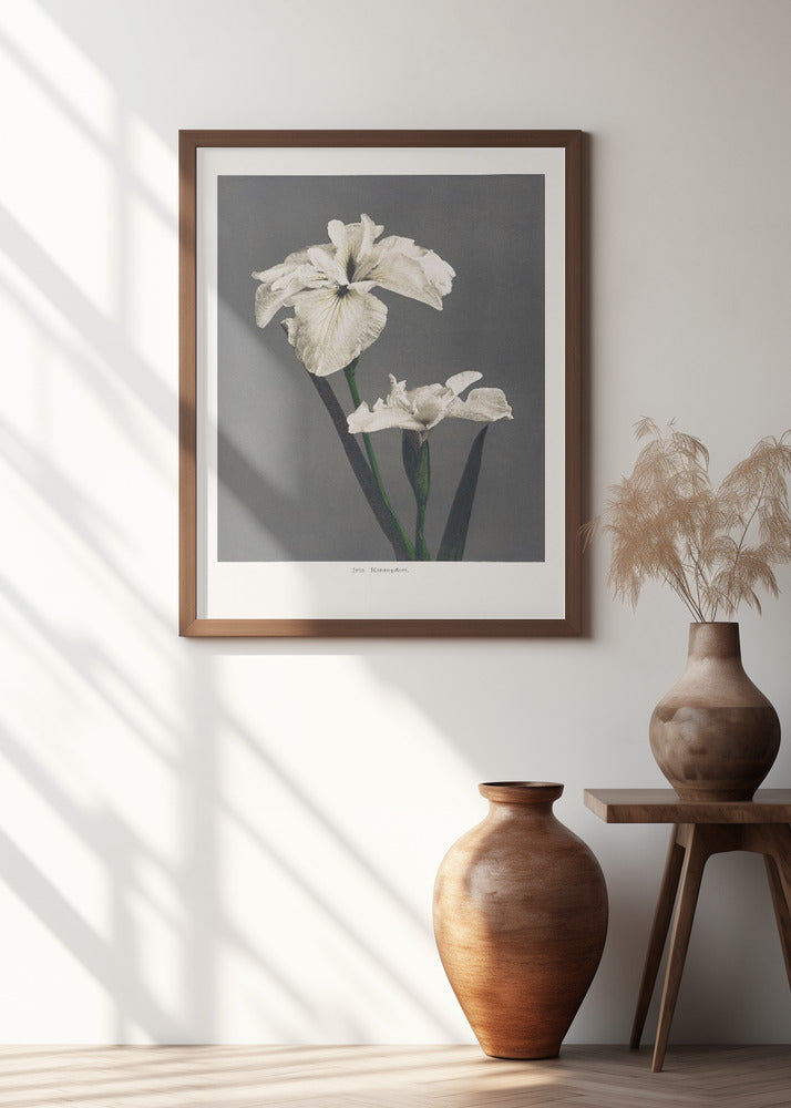 Iris Kæmpferi
