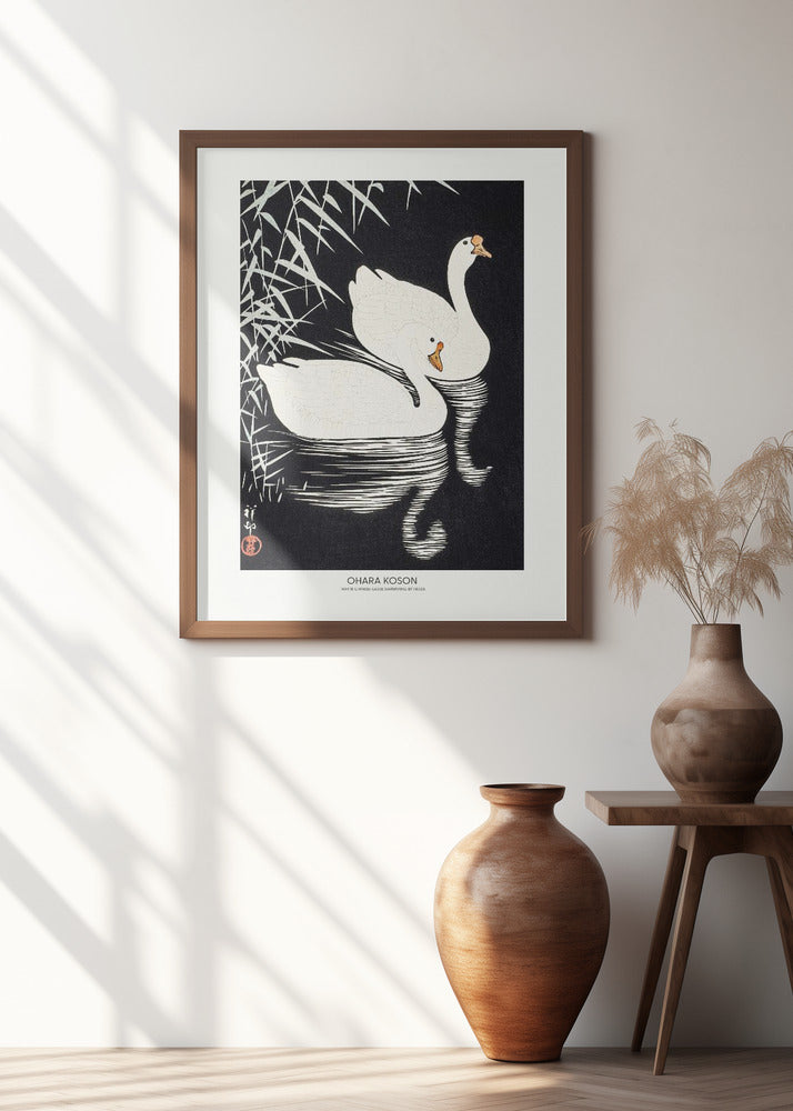 White Chinese Geese Swimming by Reeds